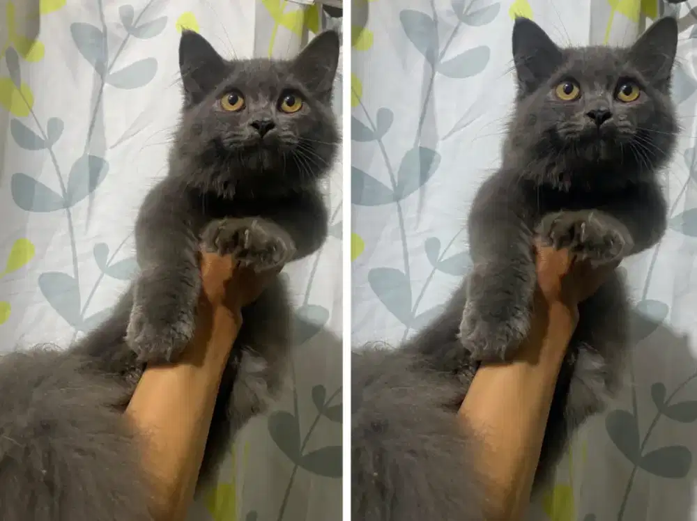 Kucing kitten x British longhair Jantan super