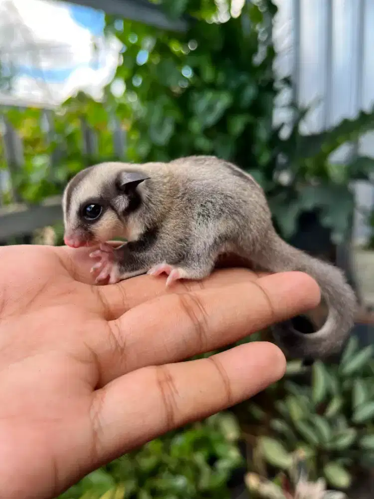 Sugar glider(SG) raja murah