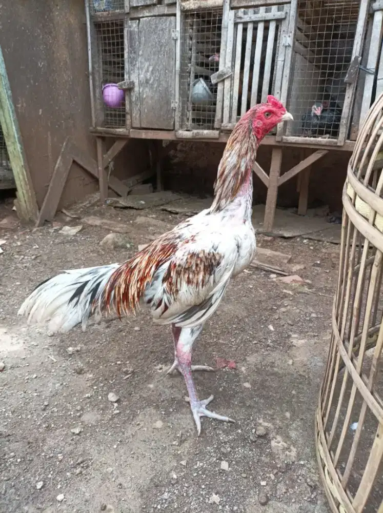 Ayam Bangkok pama