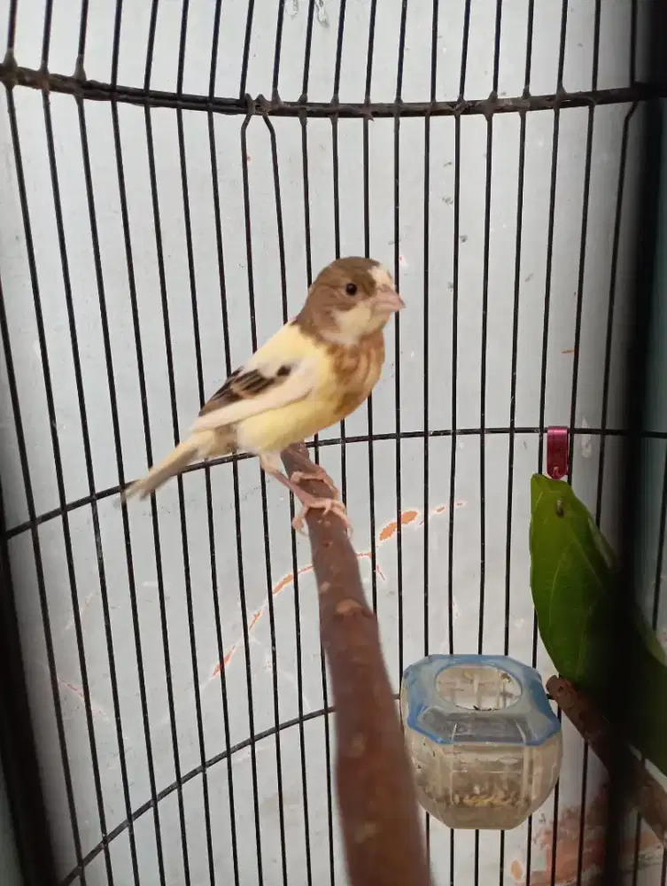 Burung kenari gacor volume 80%