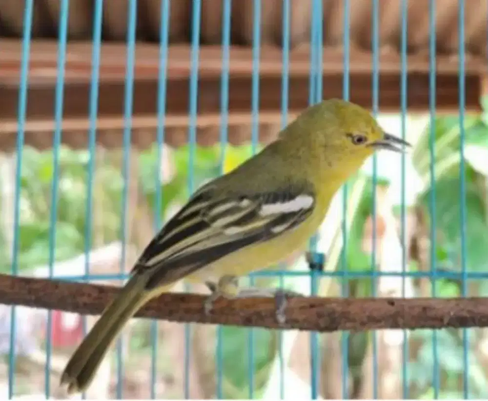Burung Cipow, cipo, cipoh, sirtu jantan jinak