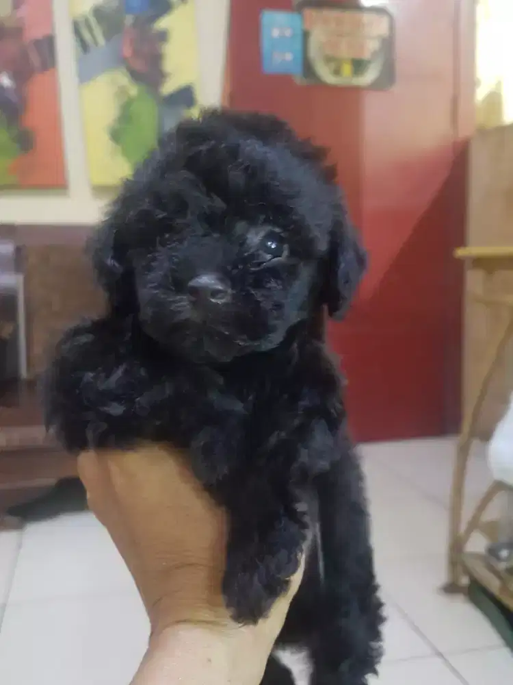 Puppies Poodle Jantan All Black