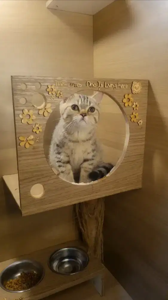 KUCING BSH - SCOTTISH FOLD (GOOD QUALITY)