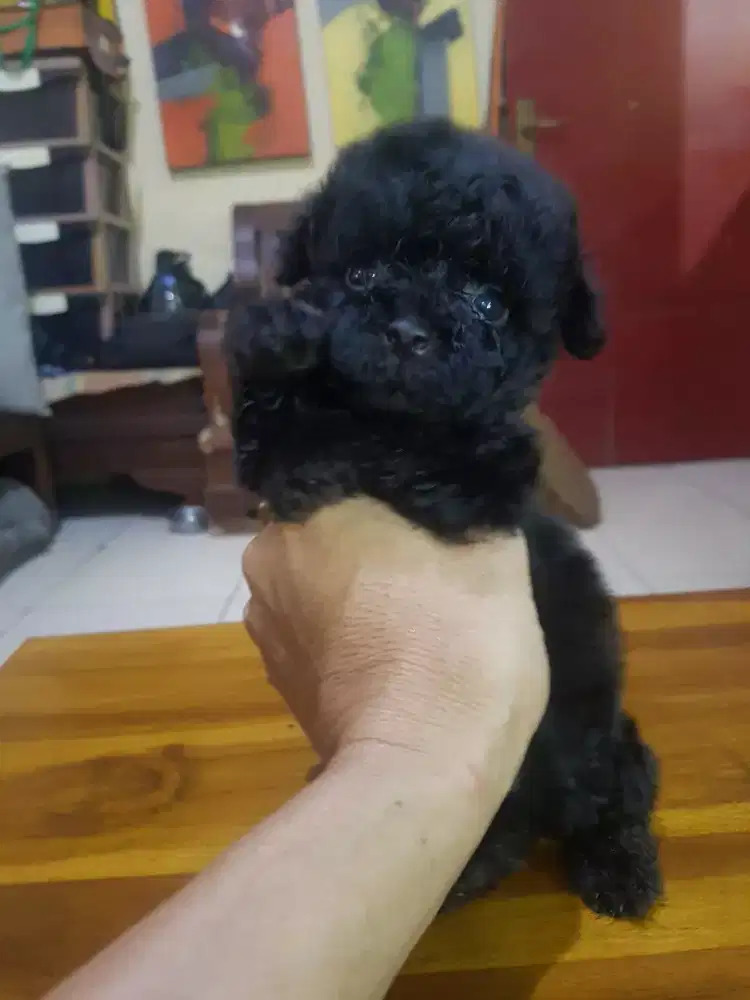 Puppies Poodle Jantan Black Mark White