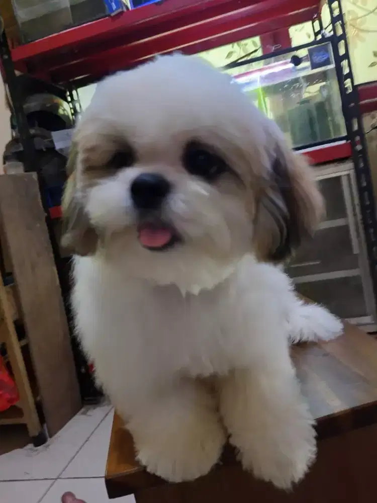 Puppies Shitzu Jantan ( Warna Simetris )