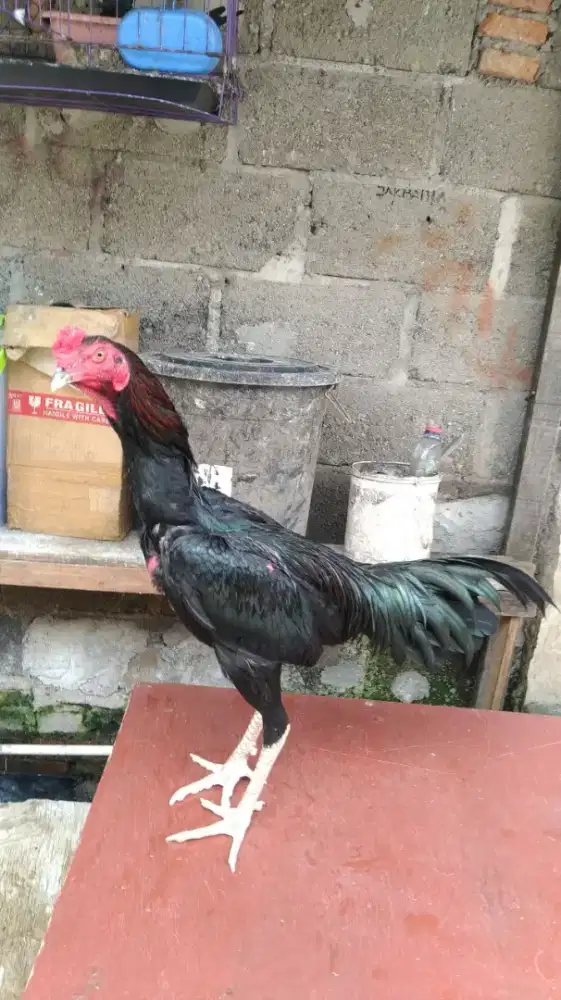 Ayam Bangkok khoytrad