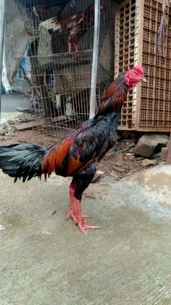 Ayam Bangkok pama