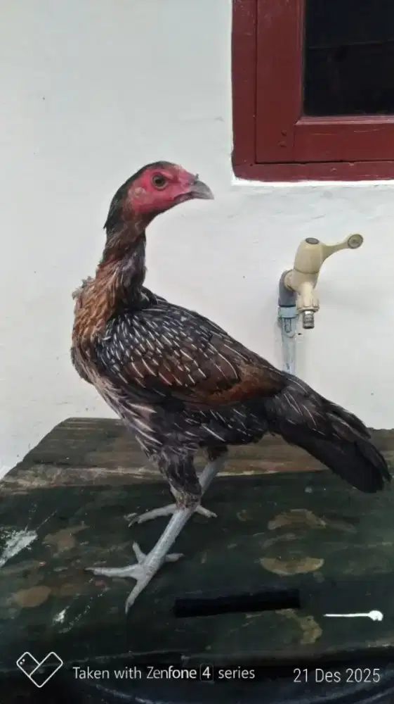 Ayam biang Bangkok pama