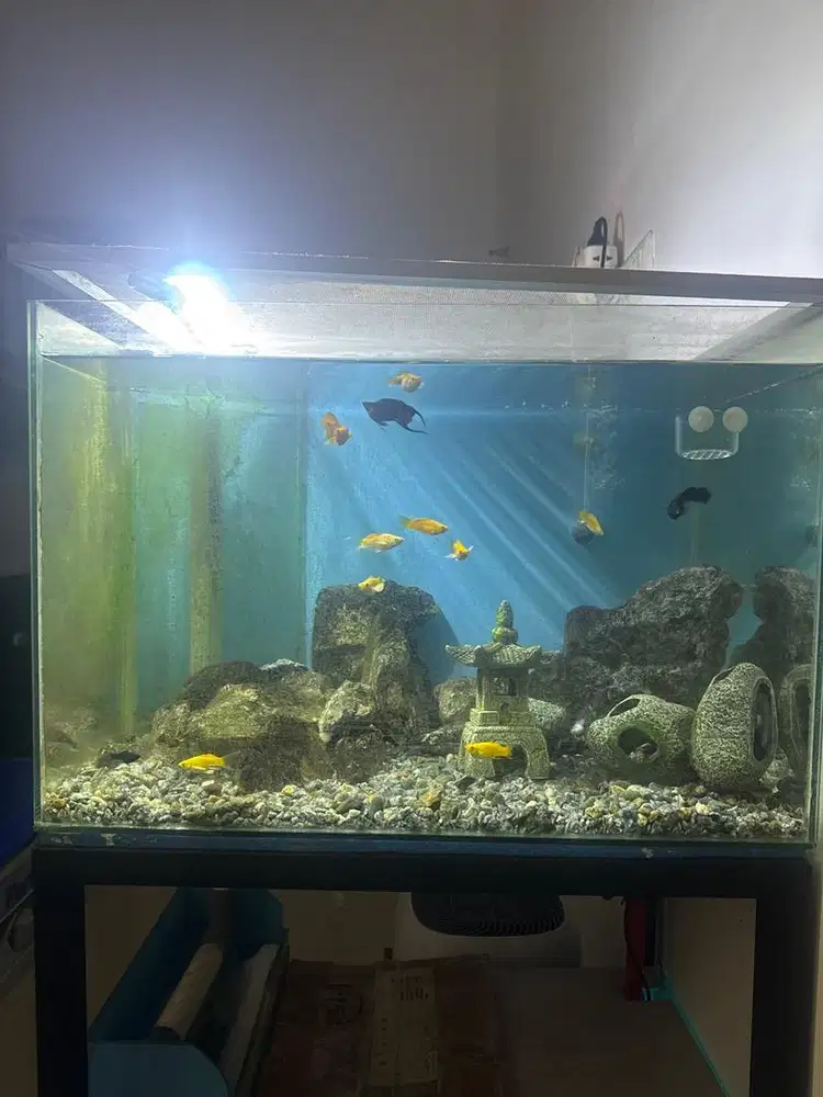 Dijual Full Set Aquarium beserta ikan dan isi lainnya (nego)