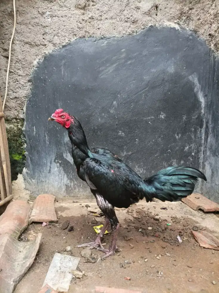 Ayam bangkok pakhoy blackbull