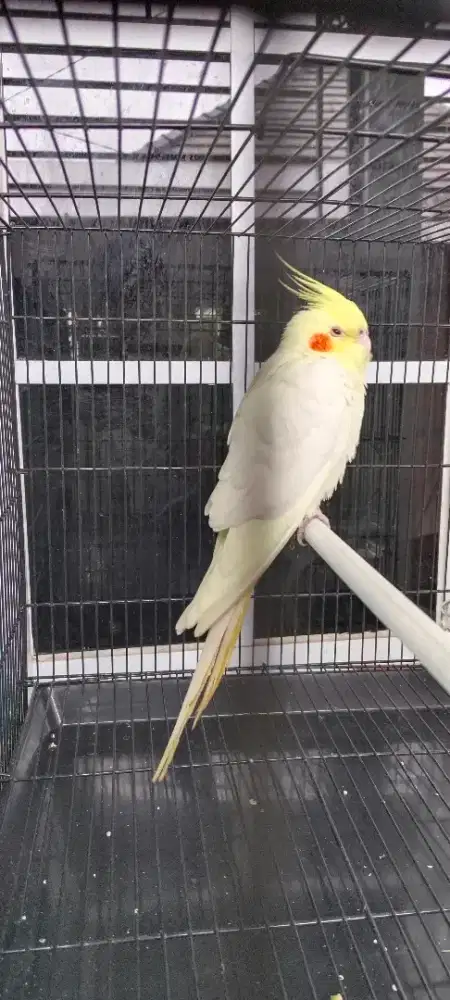 Burung falk Australia ring