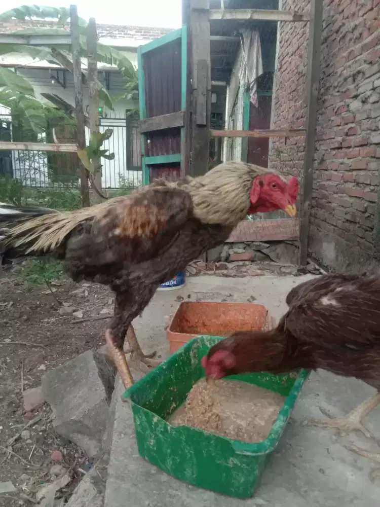 Ayam bangkok vs birma