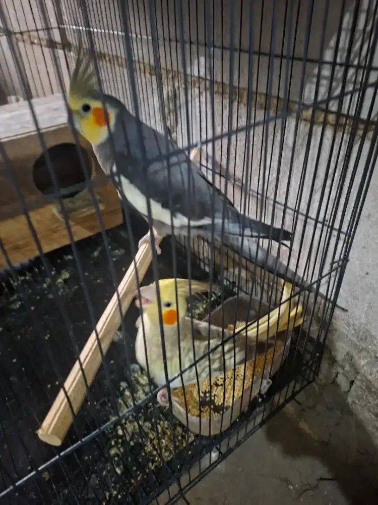 Burung falk / parkit australia