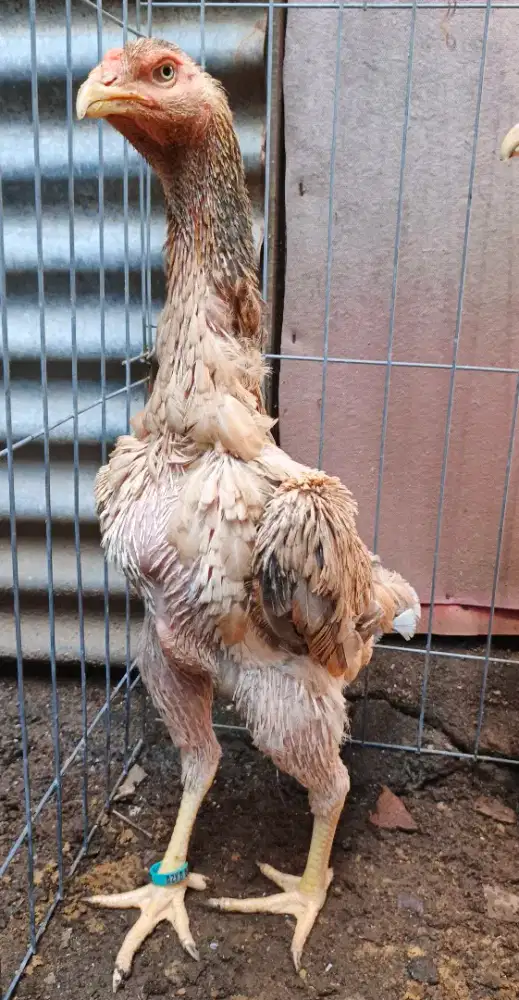 Betina ayam shamo Eropa line ZuchterxNuber