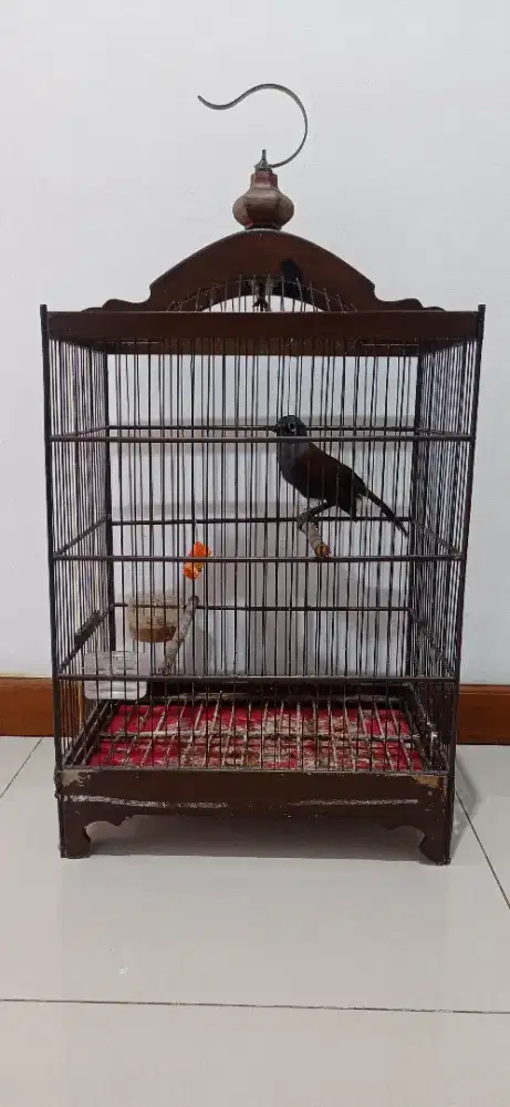 Burung Poksay Mantel Rawatan