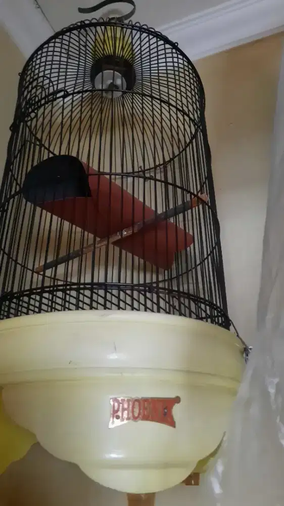 kandang lb tebok kayu phoenix