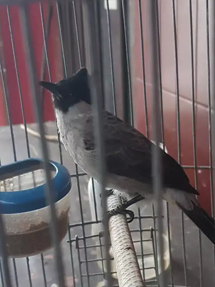 Kutilang jambul jinak bunyi mulus