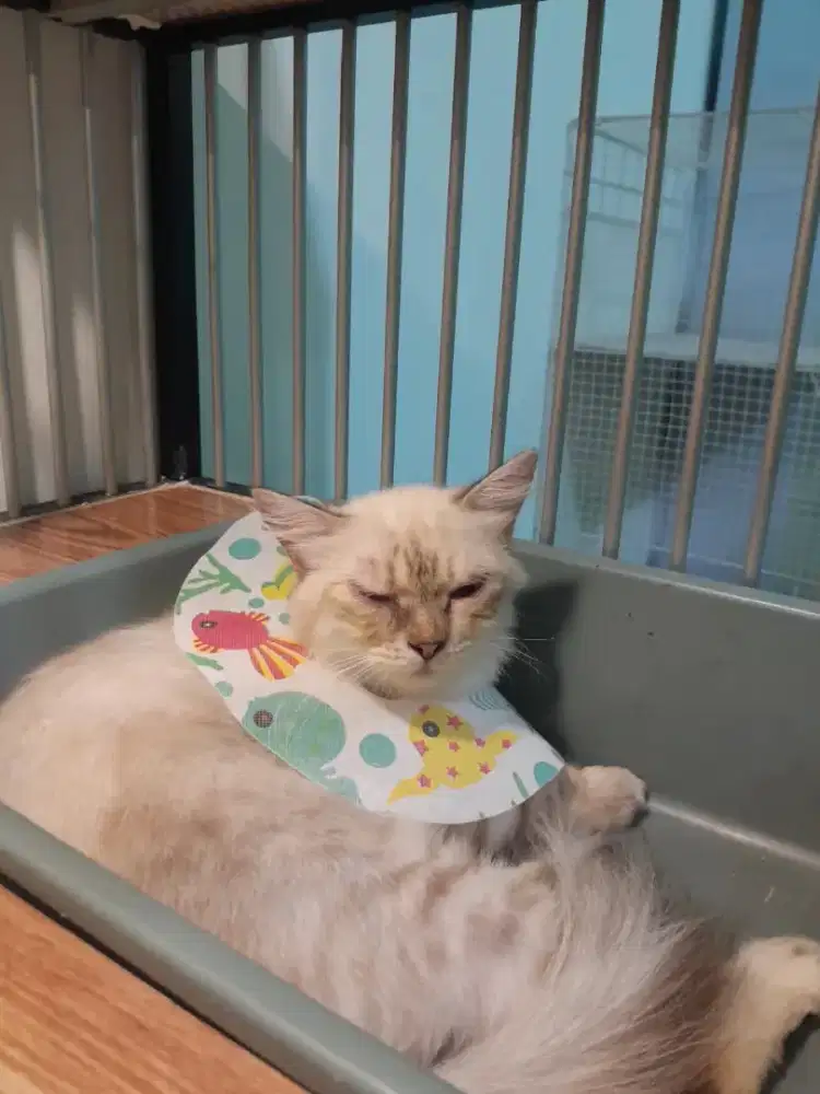 Kucing Betina Himalaya