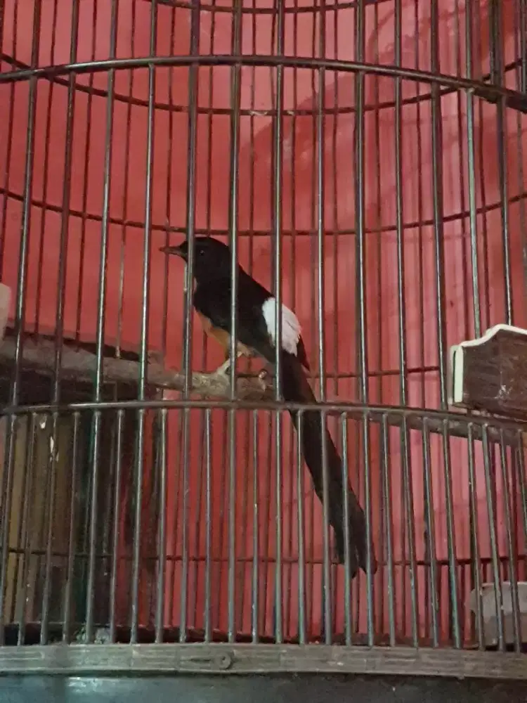 Muray ring gacor usia mapAN