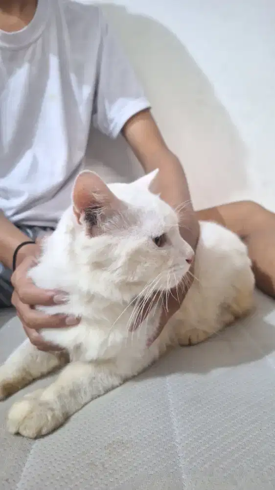 Free Domestic Longhair putih (Anggora mix)