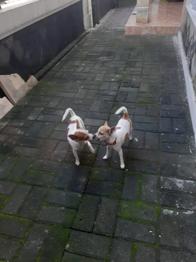 Sepasang anjing cihuahua