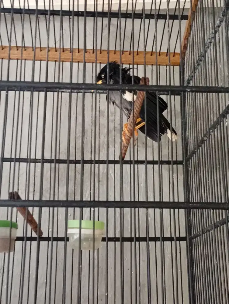 Jual burung jalak kebo jantan bahan