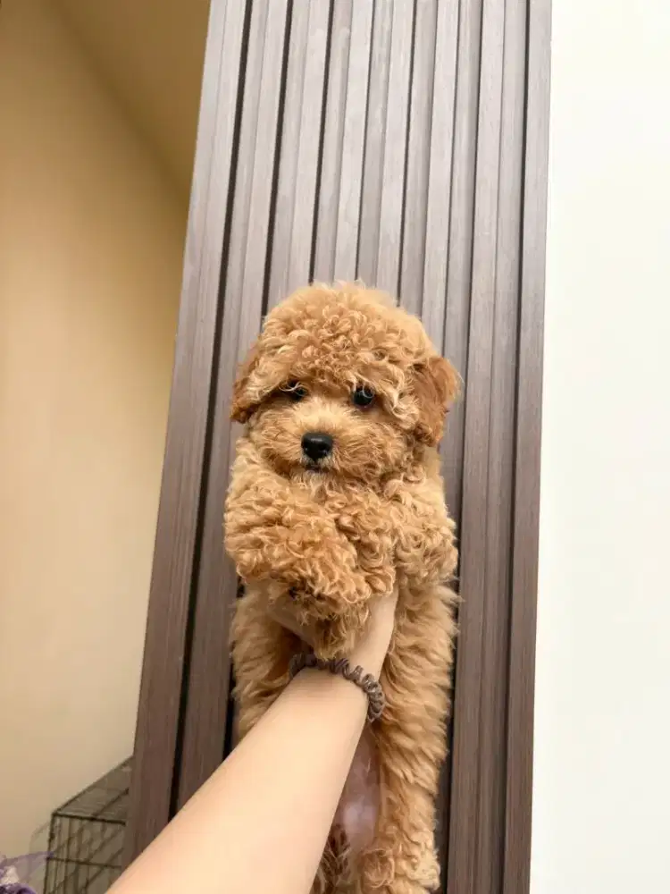 Poodle apricot dan red