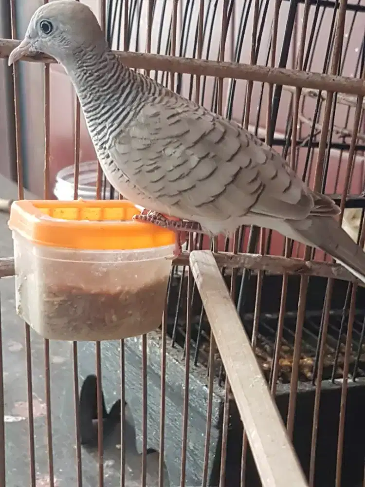 Perkitut sliver dah bunyi