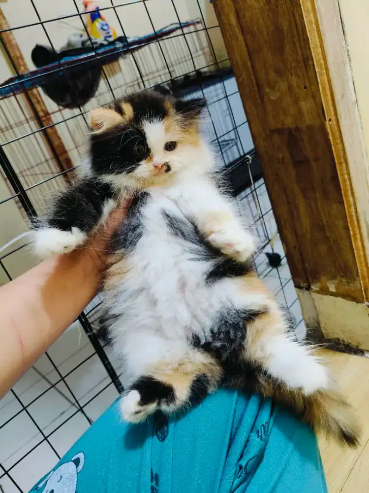 Kitten Persia Calico
