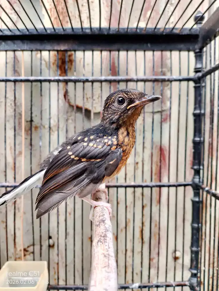 Trotol Murai Batu Jantan Medan x Medan Umur 1,5 Bulan Poer Total
