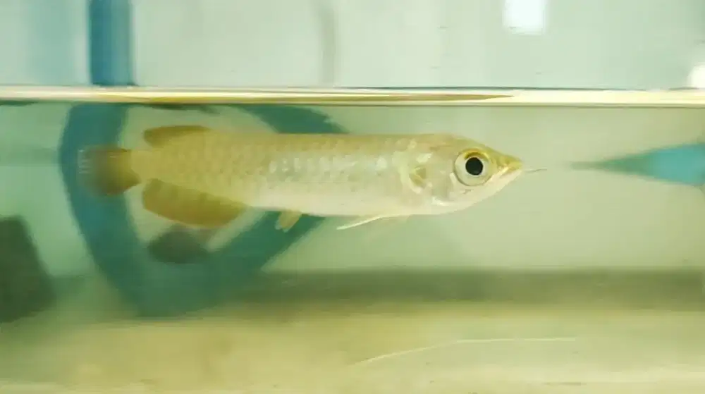 Arwana super red 10cm