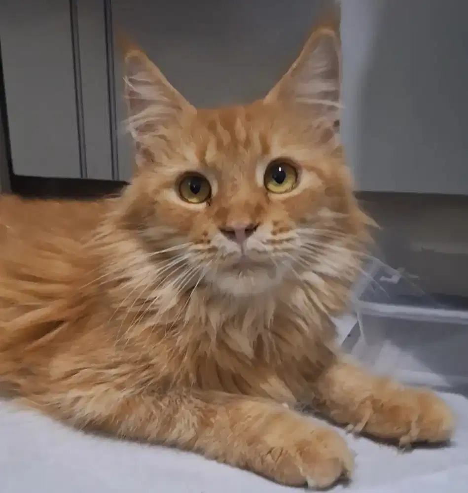 KUCING MAINECOON JANTAN