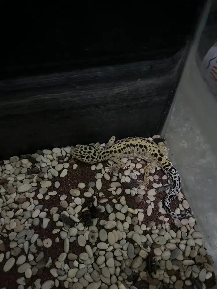 Leopard Geckoooo
