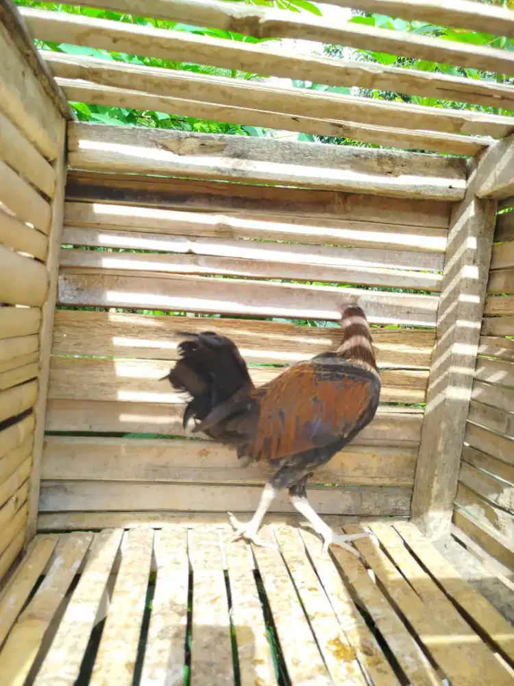 Jual ayam bekisar klungsu kuning 5 bulan upp siapan bagus kota batu