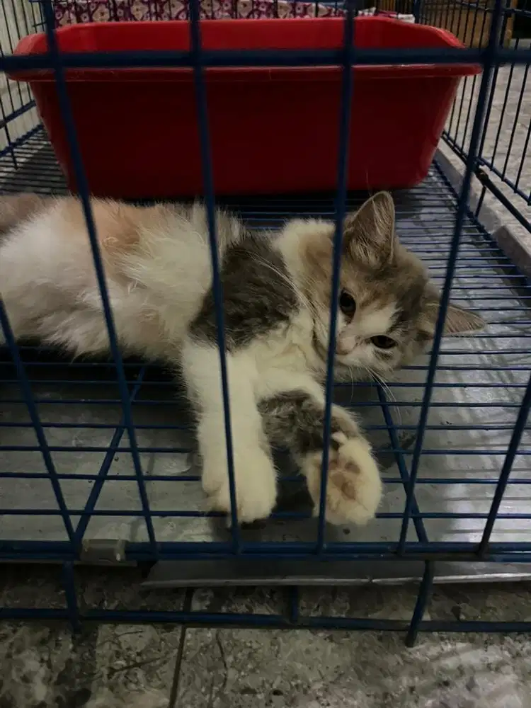 Anakan Kucing Persia