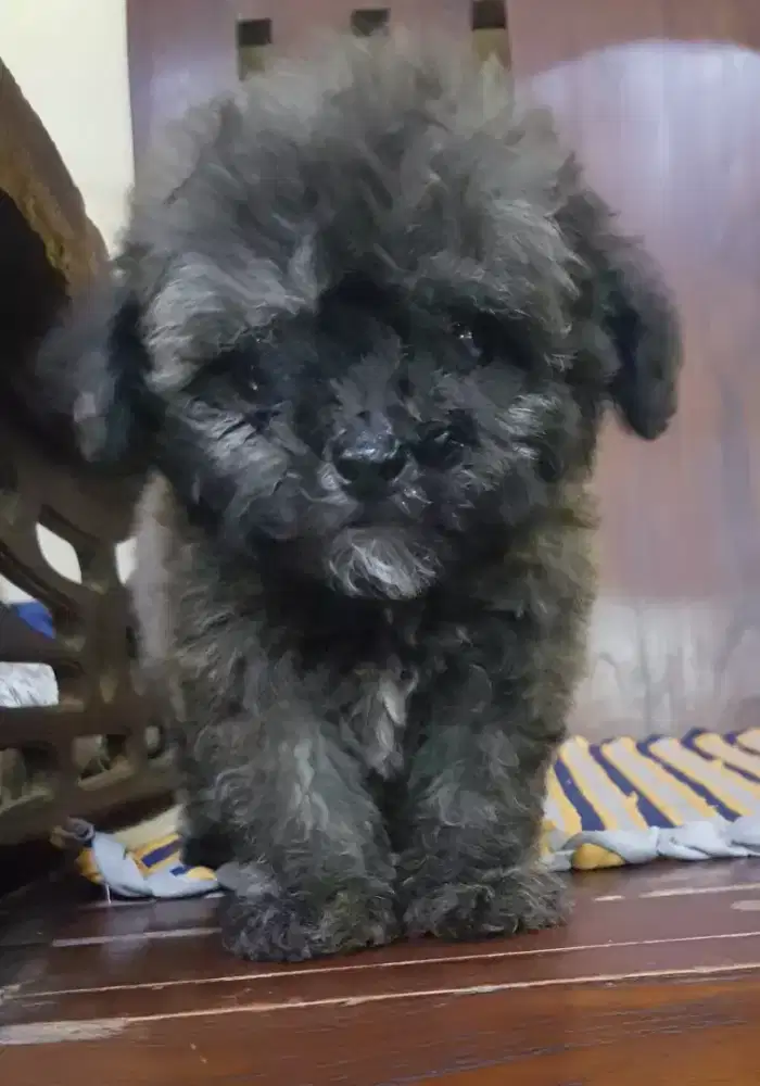 Puppies Poochon Jantan