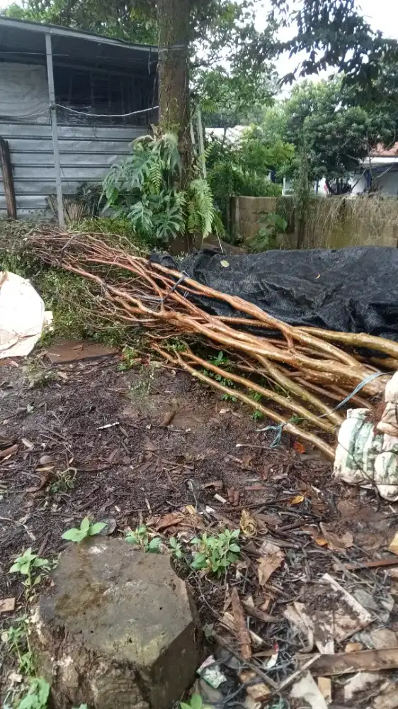 Pohon anggur Brazil Kupa landa