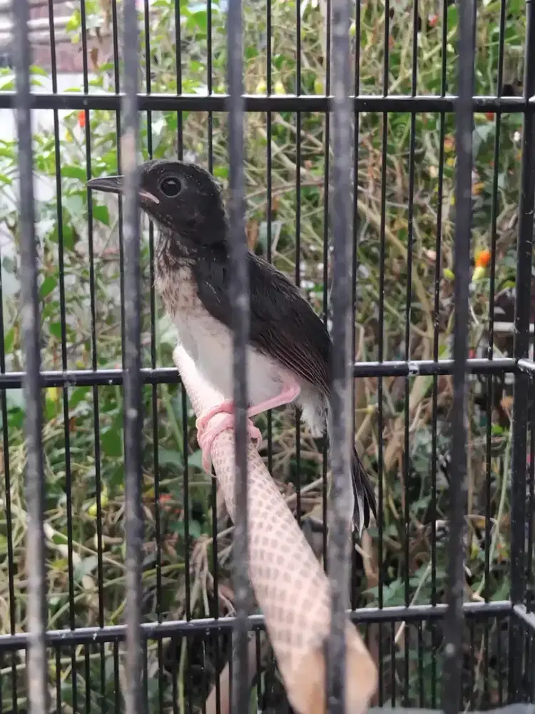 Murai batu trotol jantan