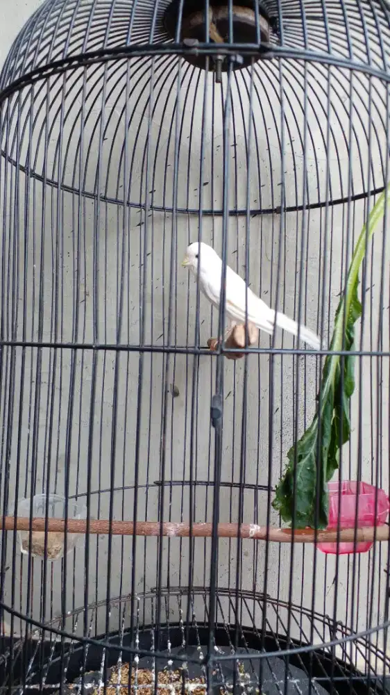 Jual burung kenari putih ngeriwik usia 4 bulan