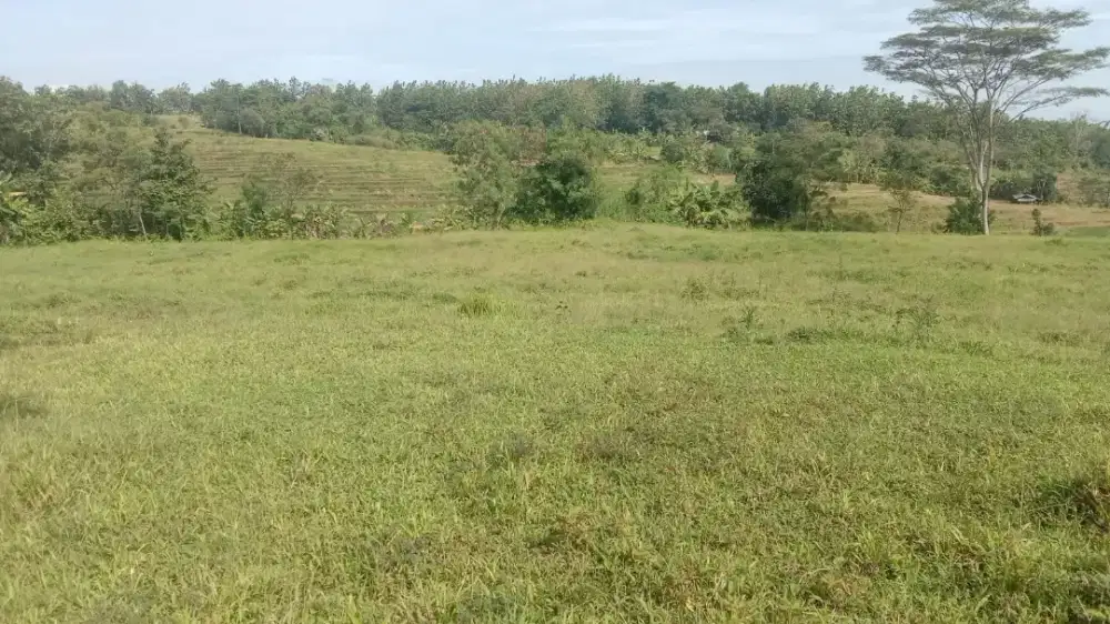 Cocok untuk investasi jangka panjang.lahan murah Rp 25000/m  nego.