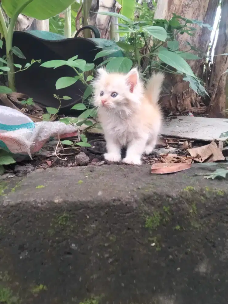 Kitten betina usia 2 bulan