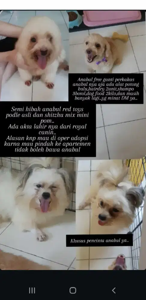 Redtoys podle dan shitzhu