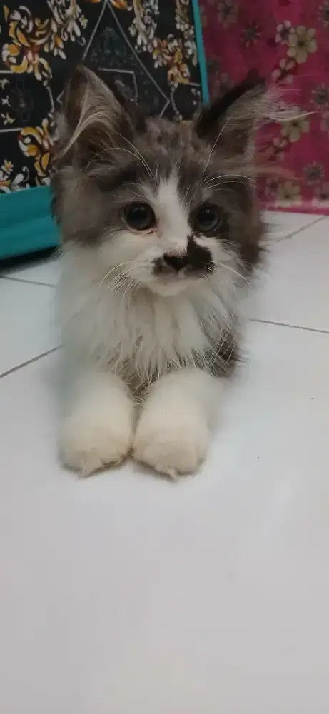 KUCING PERSIA JANTAN MURAH