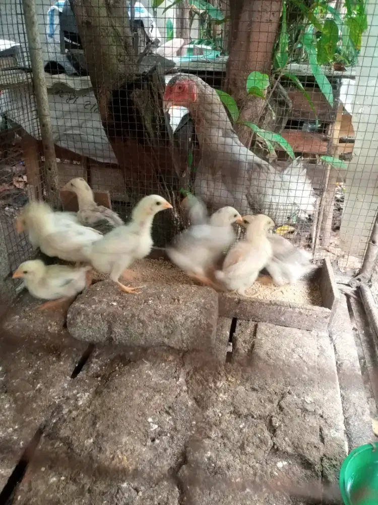 Anak ayam bangkok 9 ekor
