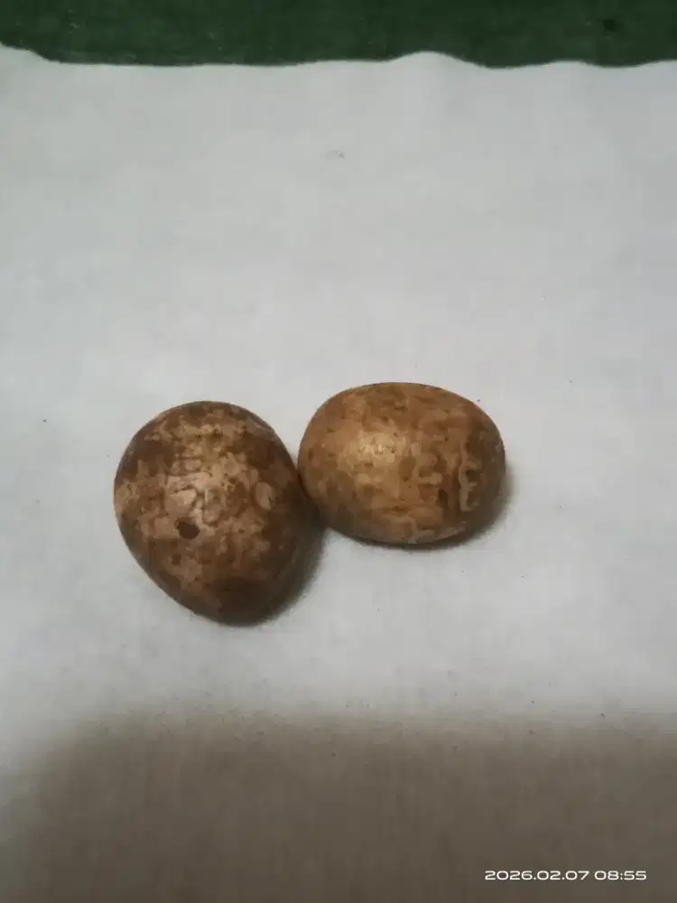 Sepasang mustiko telur Muria.