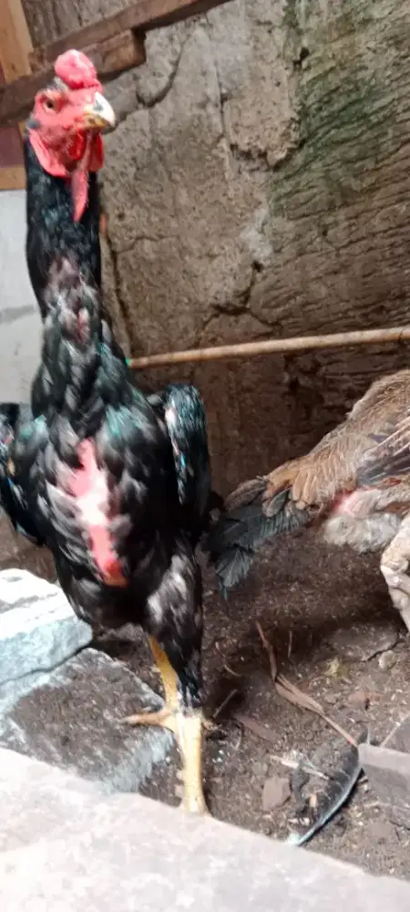 Sepasang ayam shamo Eropa