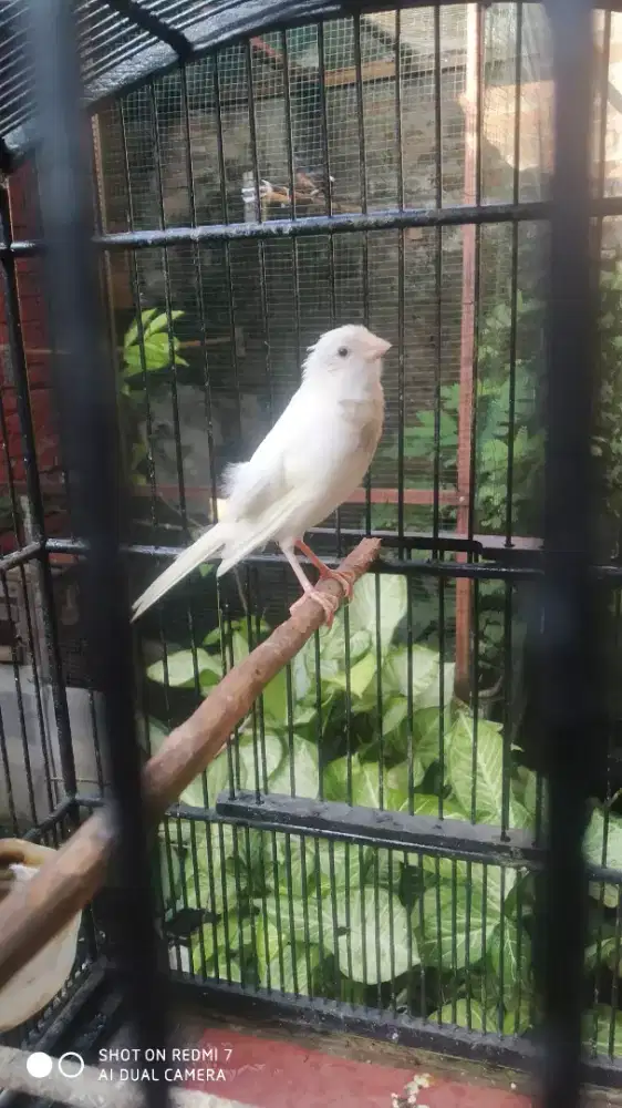 Kenari PAUD jantan riwikan