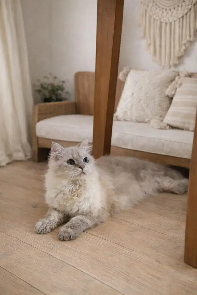 Kucing Persia Medium Bigbone