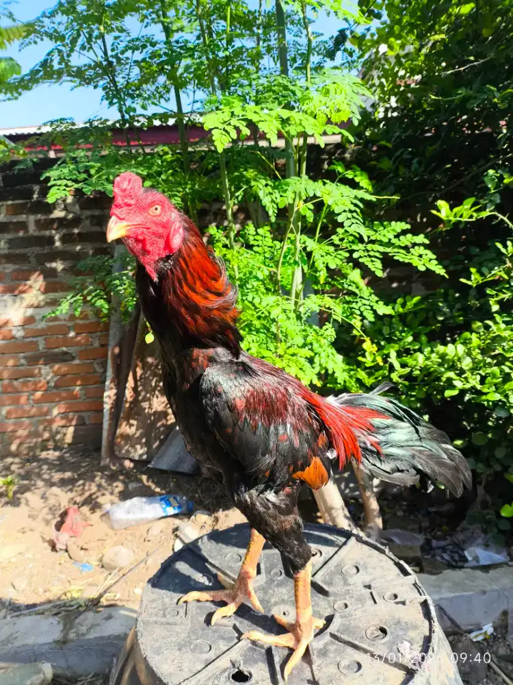 JUAL AYAM Bk selatan