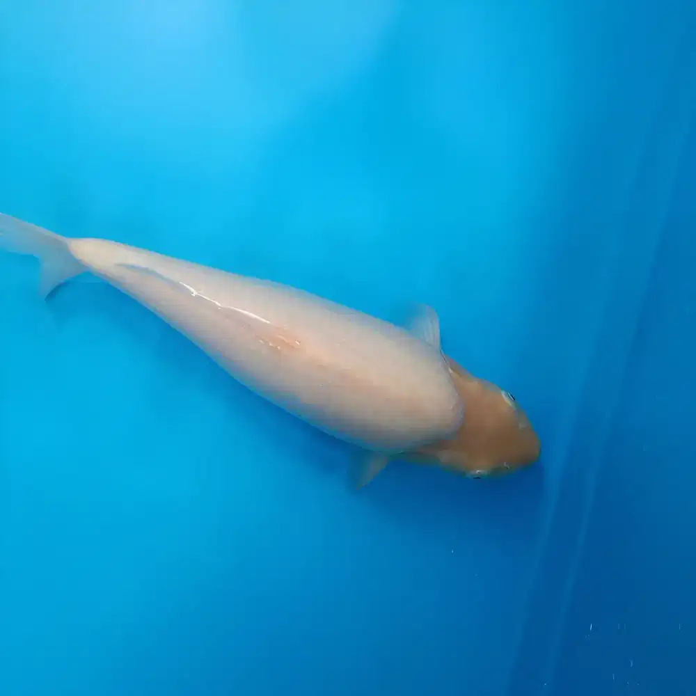 Koi Karashi Baby Face kepala kotak Berpunuk 42cm breed Madina Aziz HQ